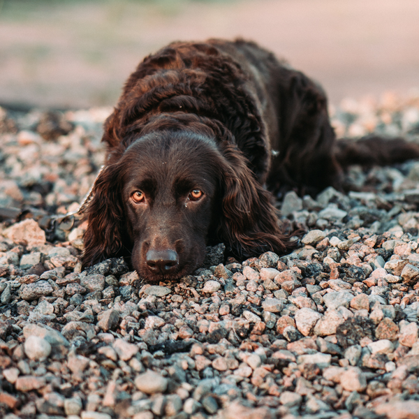 Cilla p grus Cilla p grus