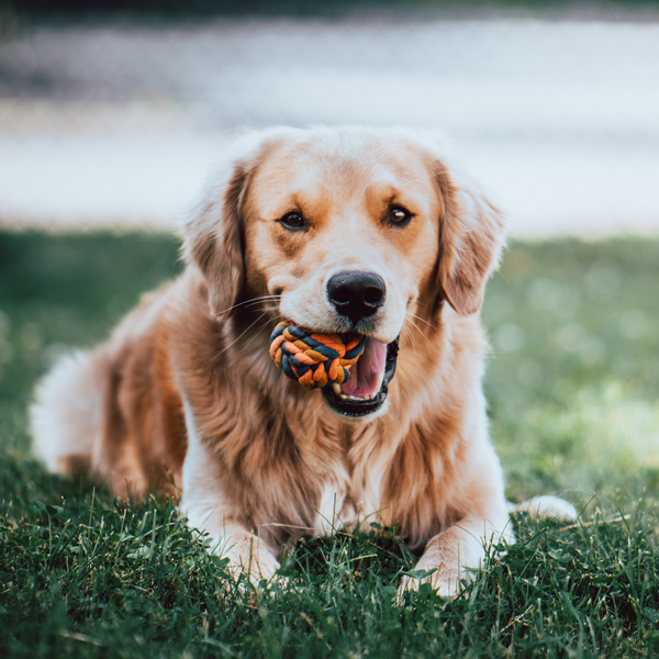 Hunden Castor Hunden Castor