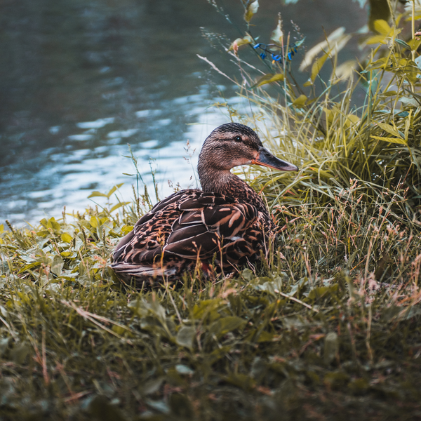 nder och kossor nder och kossor