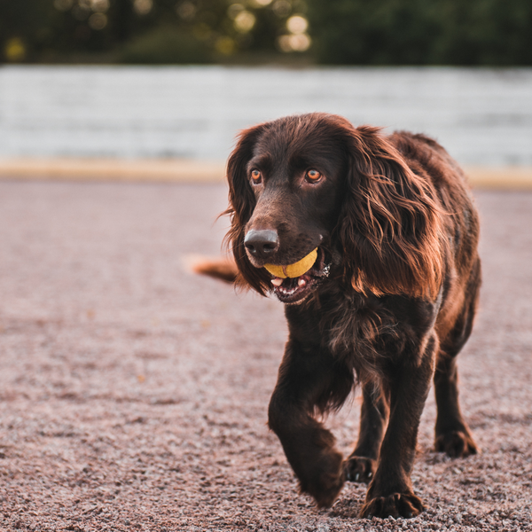 Glad och Lekfull hund Glad och Lekfull hund