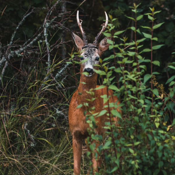 Rdjur i trdgrden Rdjur i trdgrden