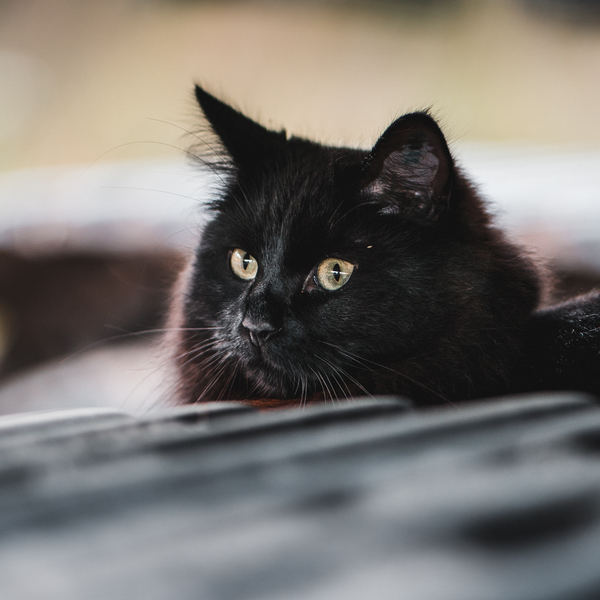 Sotis under en grvmaskin Sotis under en grvmaskin